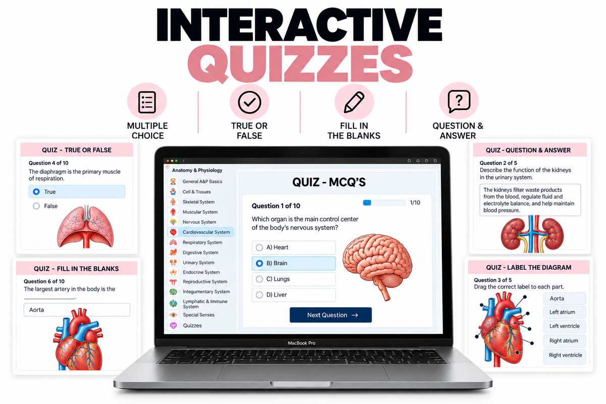 Anatomy & Physiology Cheat Sheet | 110-Page Interactive Nursing Study Guide (PDF)